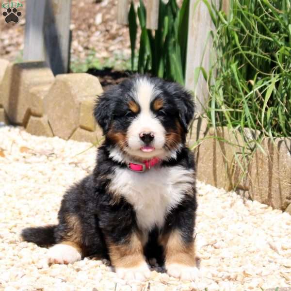 Delilah, Bernese Mountain Dog Puppy
