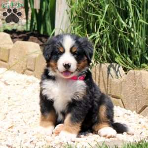 Delilah, Bernese Mountain Dog Puppy