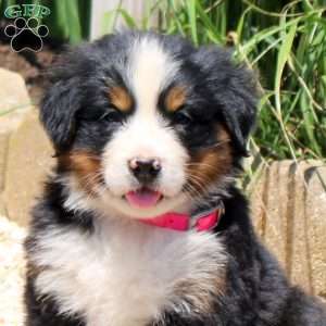 Delilah, Bernese Mountain Dog Puppy