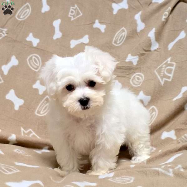 Della, Maltichon Puppy