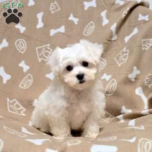 Della, Maltichon Puppy