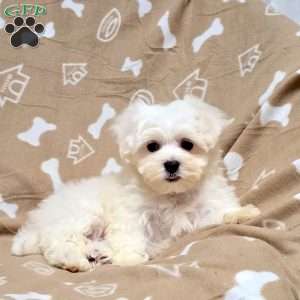 Della, Maltichon Puppy