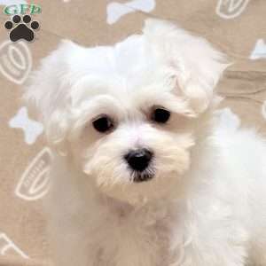 Della, Maltichon Puppy