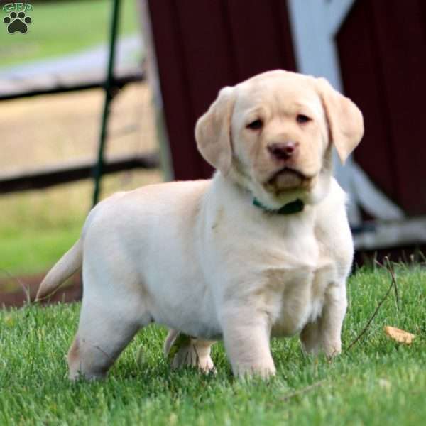 Derek, Yellow Labrador Retriever Puppy