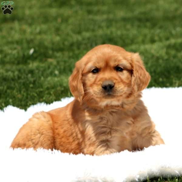 Derek, Golden Retriever Puppy