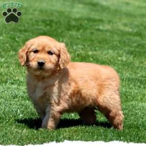Derek, Golden Retriever Puppy