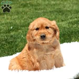 Derek, Golden Retriever Puppy