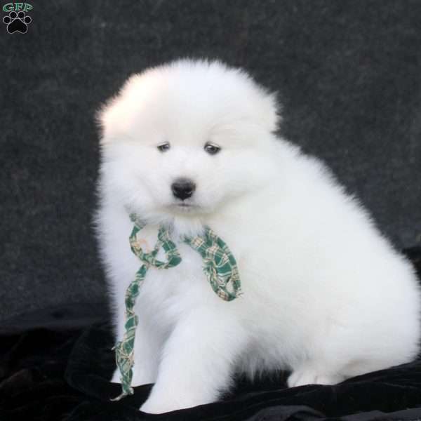 Desmond, Samoyed Puppy