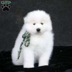 Desmond, Samoyed Puppy
