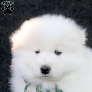 Desmond, Samoyed Puppy