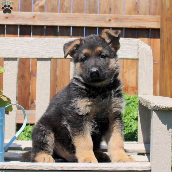 Devan, German Shepherd Puppy