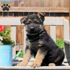 Devan, German Shepherd Puppy