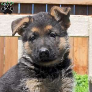 Devan, German Shepherd Puppy