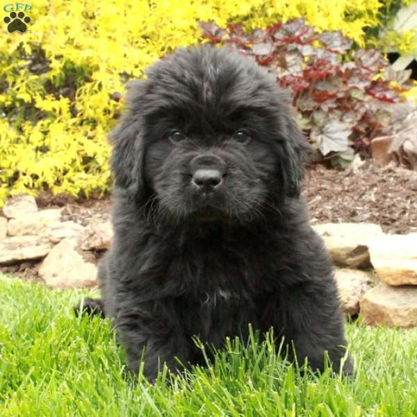 Dexter, Newfoundland Puppy