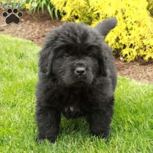 Dexter, Newfoundland Puppy