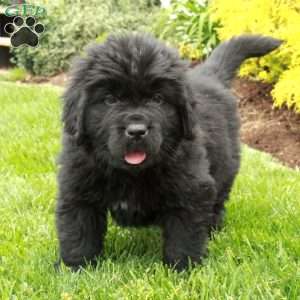 Dexter, Newfoundland Puppy
