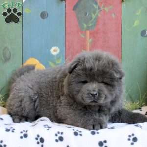 Levi Esh - Greenfield Puppies