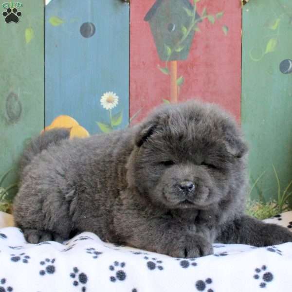 Diamond, Chow Chow Puppy