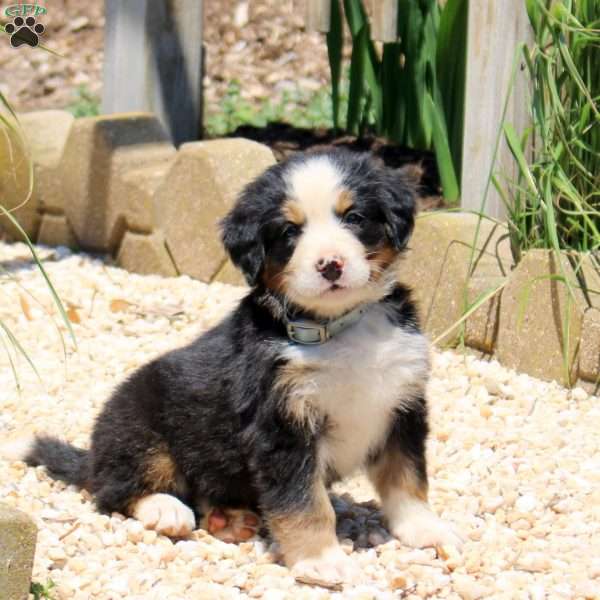 Diamond, Bernese Mountain Dog Puppy
