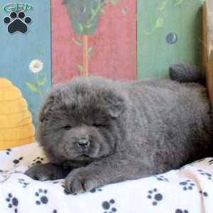 Diamond, Chow Chow Puppy