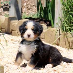 Diamond, Bernese Mountain Dog Puppy