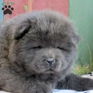 Diamond, Chow Chow Puppy