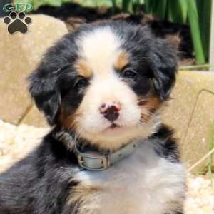 Diamond, Bernese Mountain Dog Puppy