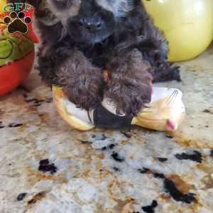 Diana, Toy Poodle Puppy