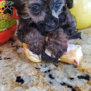 Diana, Toy Poodle Puppy