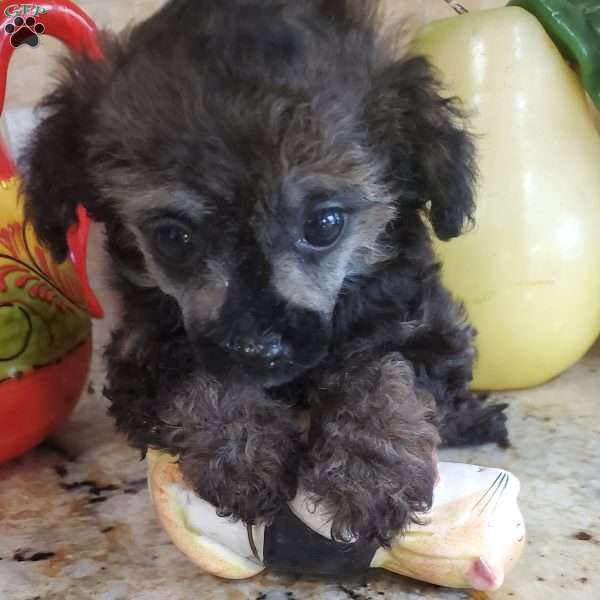 Diana, Toy Poodle Puppy