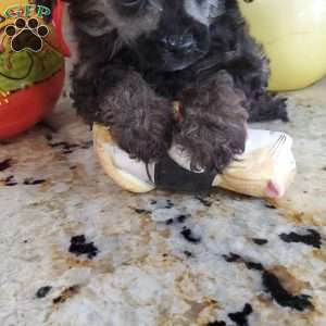 Diana, Toy Poodle Puppy