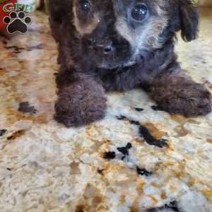 Diana, Toy Poodle Puppy