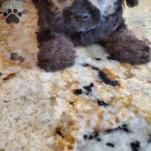 Diana, Toy Poodle Puppy
