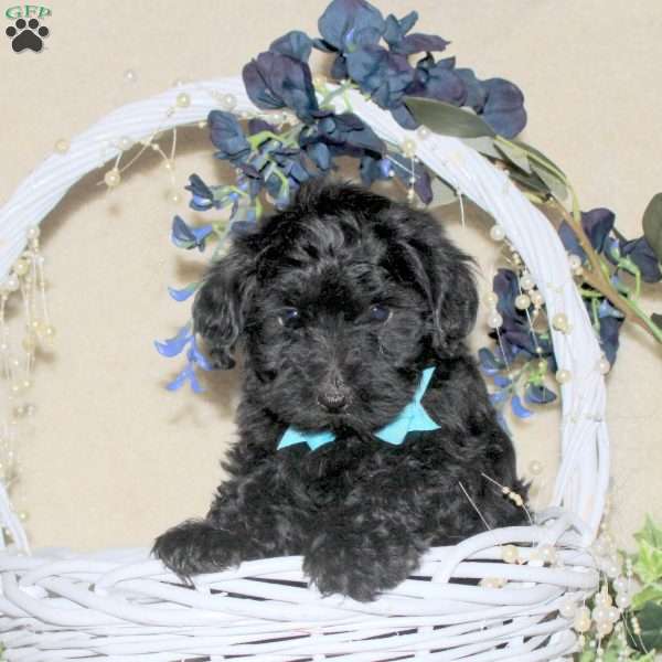 Diesel, Yorkie Poo Puppy