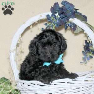 Diesel, Yorkie Poo Puppy