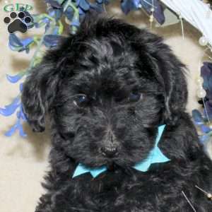 Diesel, Yorkie Poo Puppy