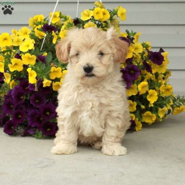 Dill, Maltipoo Puppy