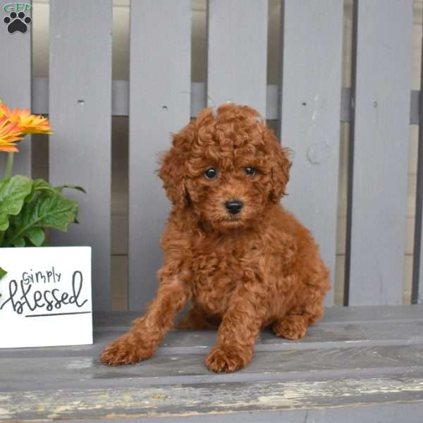 Dill, Miniature Poodle Puppy