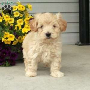 Dill, Maltipoo Puppy