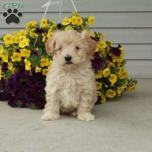 Dill, Maltipoo Puppy