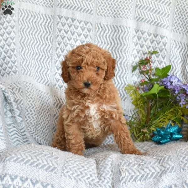 Dixie, Miniature Poodle Puppy