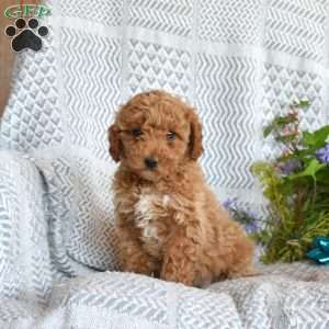 Dixie, Miniature Poodle Puppy