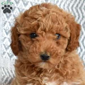 Dixie, Miniature Poodle Puppy