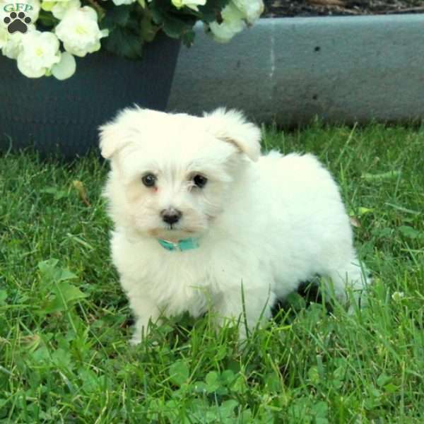 Dizzy, Maltese Puppy