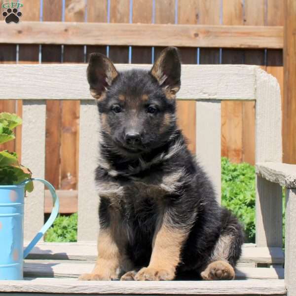 Dizzy, German Shepherd Puppy