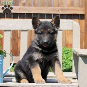 Dizzy, German Shepherd Puppy