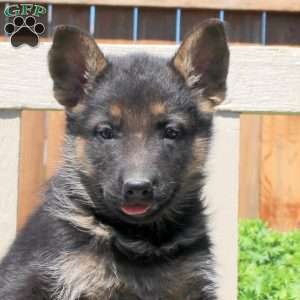Dizzy, German Shepherd Puppy