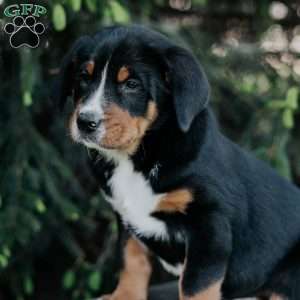 Doc, Greater Swiss Mountain Dog Puppy