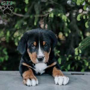 Doc, Greater Swiss Mountain Dog Puppy