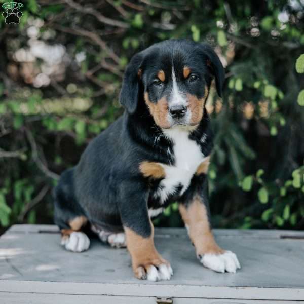 Doc, Greater Swiss Mountain Dog Puppy